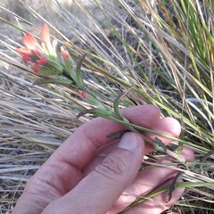 Castilleja scorzonerifolia