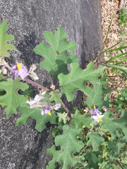 Solanum violaceum