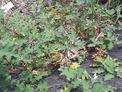 Solanum violaceum