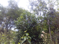 Cordia alliodora