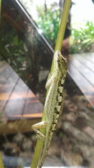 Anolis mariarum