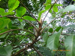 Toxicodendron striatum