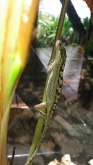 Anolis mariarum
