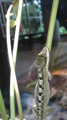 Anolis mariarum