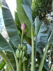 Musa ornata
