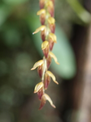 Specklinia