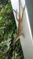 Anolis mariarum