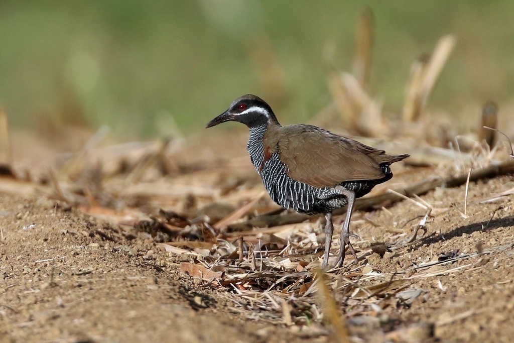 Barred Rail photo