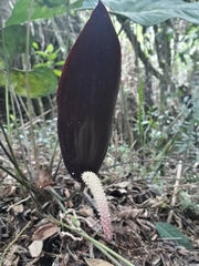 Anthurium caramantae