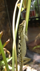 Anolis mariarum