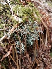 Pseudevernia consocians