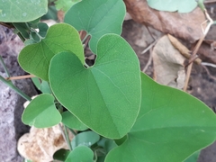 Aristolochia taliscana