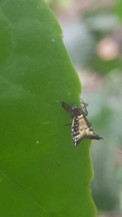 Micrathena plana