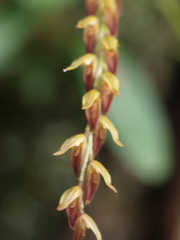 Specklinia