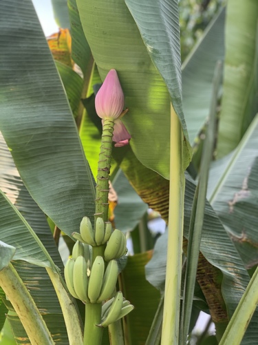 Flowering Banana