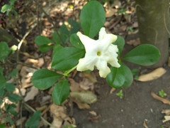 Brunfelsia nitida