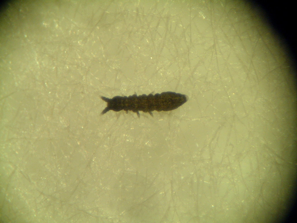 Frieseinae