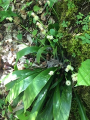 Carex fraseriana