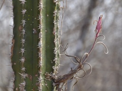 Tillandsia intermedia