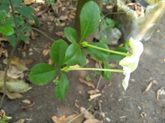 Brunfelsia nitida
