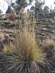 Muhlenbergia macroura