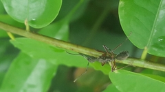 Dolichoderus attelaboides