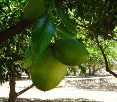 Diospyros nigra