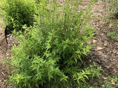 Anisacanthus quadrifidus wrightii