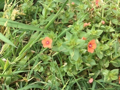 Lysimachia arvensis