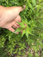 Anisacanthus quadrifidus wrightii