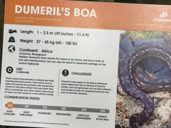 Acrantophis dumerili