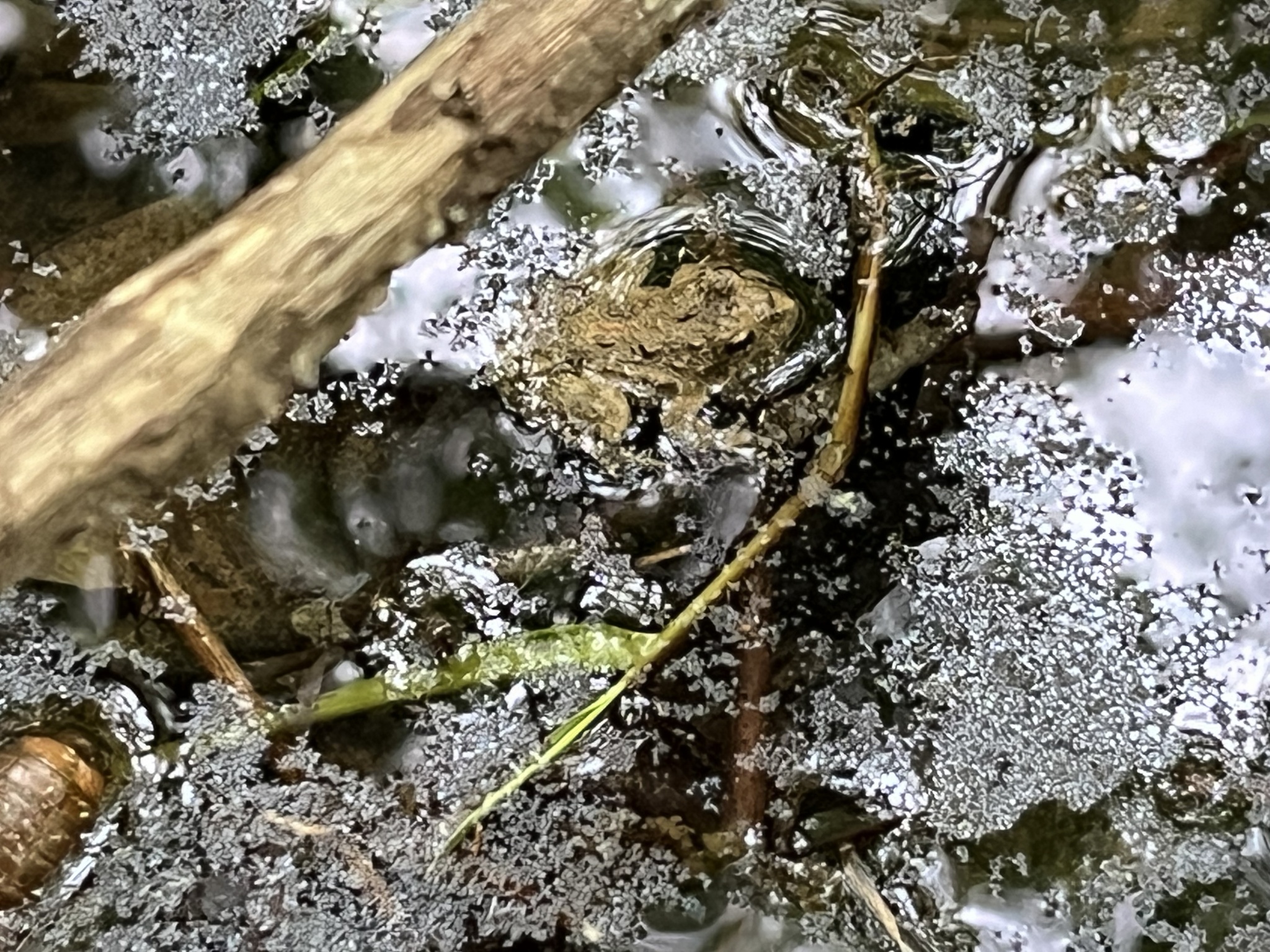 eastern cricket frog, northern cricket frog, rana-grillo norteño