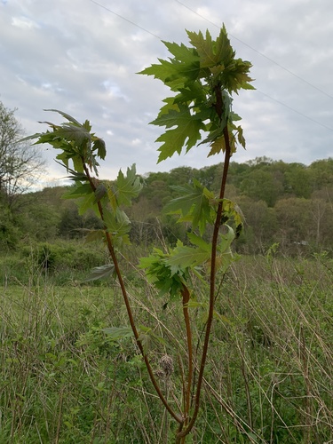 Acer saccharinum