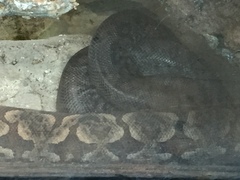 Acrantophis dumerili