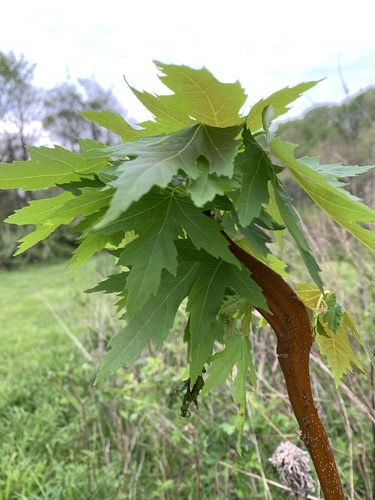 Acer saccharinum
