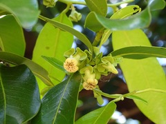 Diospyros nigra