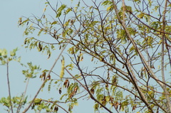 Pseudobombax (Poeppigia)