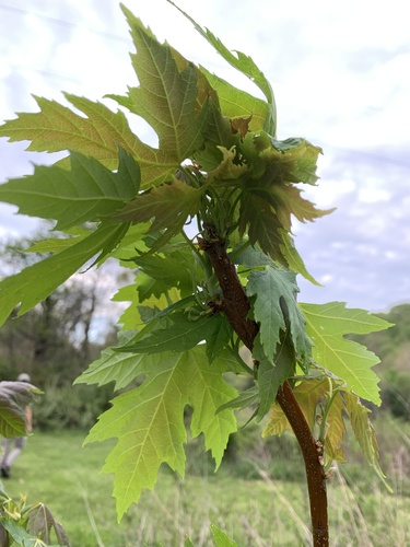 Acer saccharinum