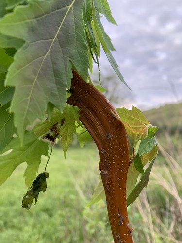 Acer saccharinum