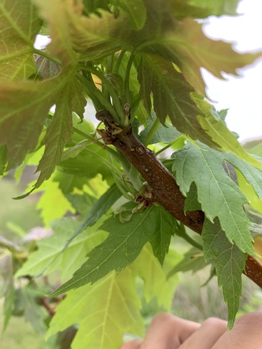 Acer saccharinum