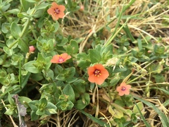 Lysimachia arvensis