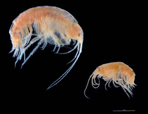 Crangonyx floridanus