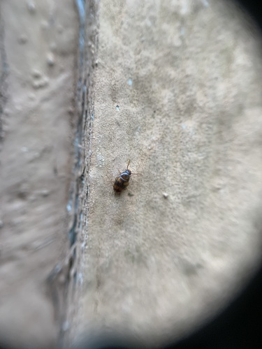 Darkling beetle photo 5