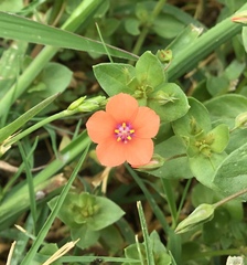 Lysimachia arvensis