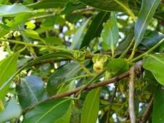 Diospyros nigra