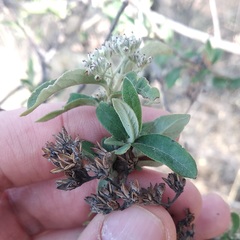 Buddleja parviflora