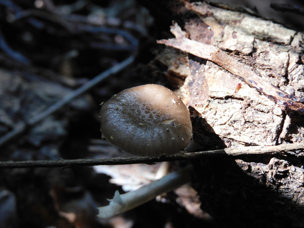 Oudemansiella cubensis · April 2024 · photo: © ana_ads (iNaturalist, cc-by)