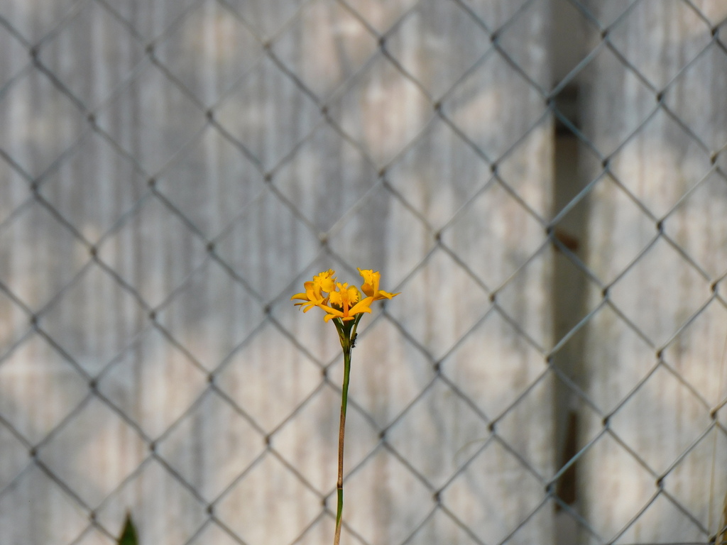Epidendrum xanthinum; photograph (c) Ana Cristina Almeida, some rights reserved (CC BY-SA)