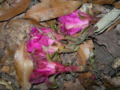 Disocactus macdougallii