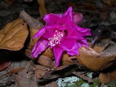 Disocactus macdougallii